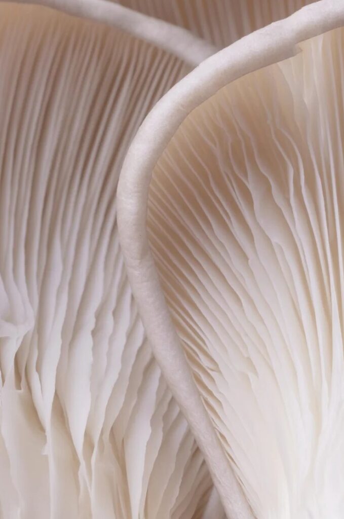 Lamelles d'un champignon blanc en gros plan, lignes organiques fines